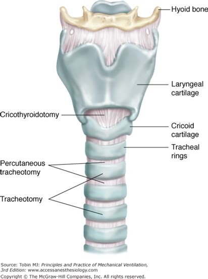 Tracheal Cartilage Diagram