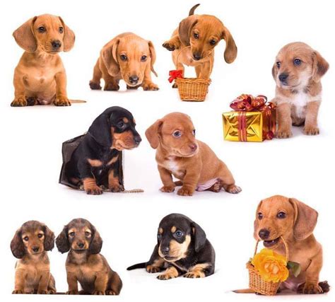 Unique Dachshund Names Perfect For Male Or Female