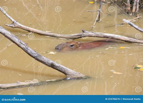 Capybara in the water stock photo. Image of herbivorous - 224786676