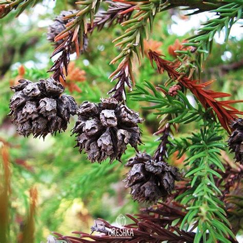 Cryptomeria japonica 50 PCS fresh seeds | Etsy