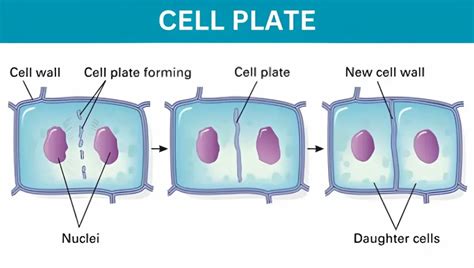 Cell Plate - Structure, Formation and Function » BIOLOGY TEACH