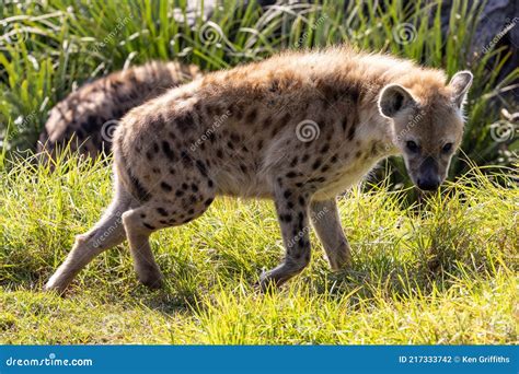 Spotted or Laughing Hyena stock photo. Image of nature - 217333742