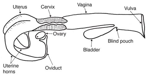 Reproductive Anatomy and Physiology of the Cow | MU Extension