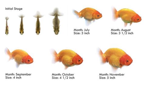 Goldfish Breeding Tips - Breeding Mania