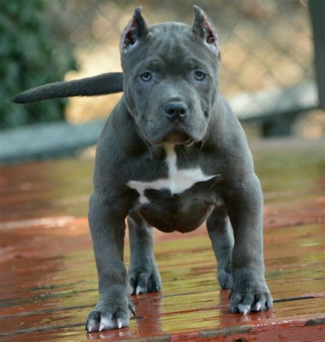 8 best Pocket bully (mini pittbulls) images on Pinterest | Pocket bully ...