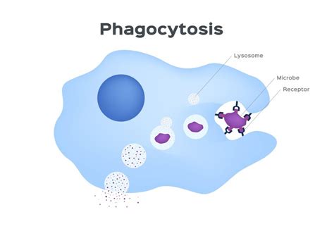 Examples of phagocytic cells