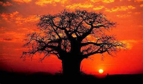 stunning sunset Boabab Tree, Le Baobab, African Tree, African Sunset ...