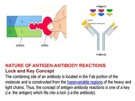 Antigen