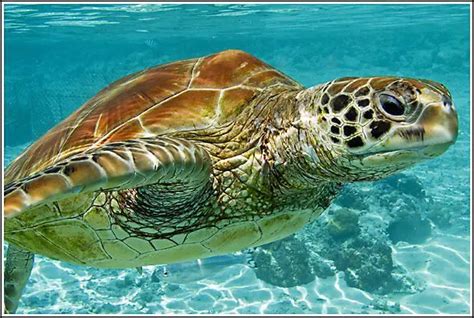 Green Sea Turtle Facts | Green Sea Turtle Habitat & Diet