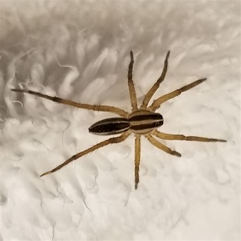 Rabidosa rabida (Rabid Wolf Spider) in Oklahoma City, Oklahoma United ...