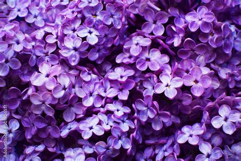 Beautiful purple background from lilac flowers close-up. Spring flowers ...