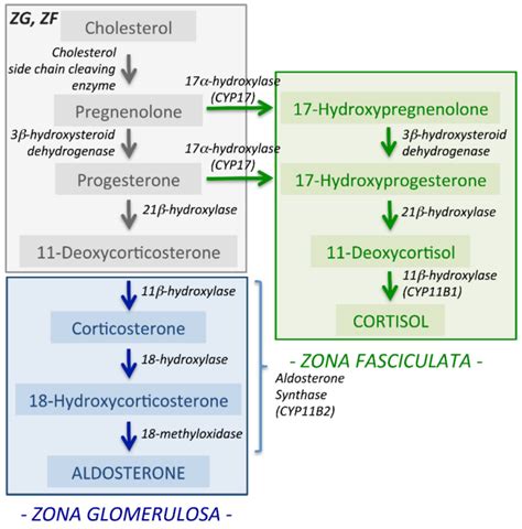 IJMS | Free Full-Text | Comparative Genomics and Transcriptome ...