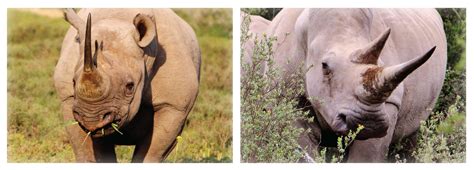 What's the Difference Between Black and White Rhinos? — Wildlife Woods