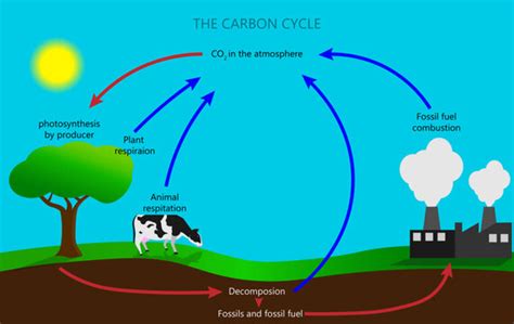 Simple Images Of Carbon Cycle Diagram - Infoupdate.org