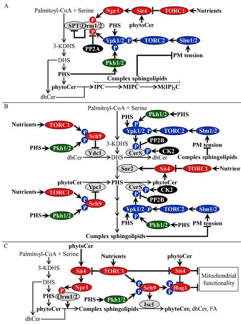 Sphingolipid metabolism, nutrient-sensing signaling and... | Download ...