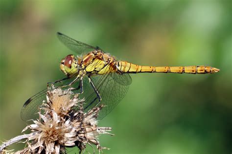 Free photo: Yellow dragonfly - Bug, Closeup, Dragonfly - Free Download ...