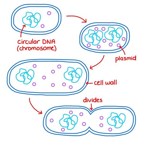 Binary Fission - Cell Division Ep 3 - Zoë Huggett Tutorials