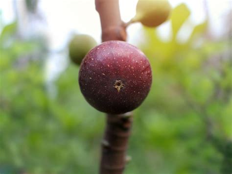 How To Grow Brown Turkey Figs - Brown Turkey Care And Growing Tips