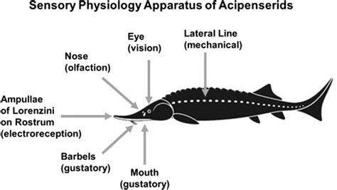 Sensory physiology apparatus of sturgeon. As Chondrostei, sturgeon ...