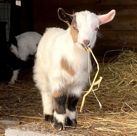 5 Reasons to Raise Fainting Goats (Myotonic Goats) – Dutch Hollow Acres