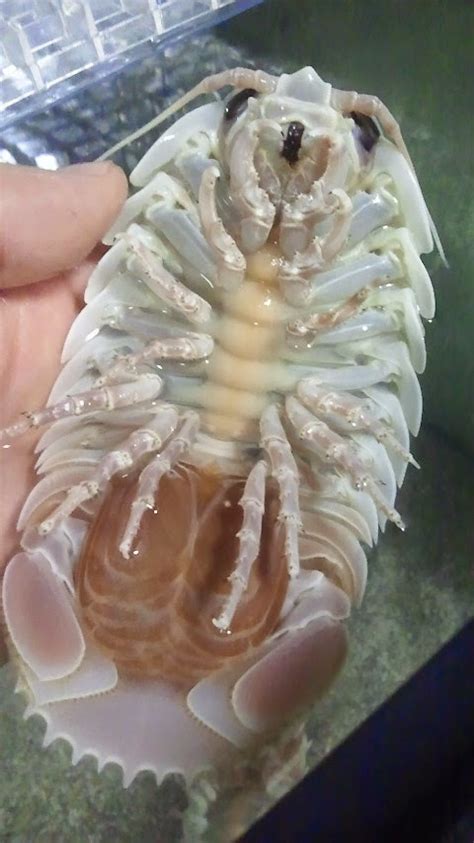 The Echinoblog: 5 EPIC Deep-Sea Giant Isopod (Bathynomus) Observations ...