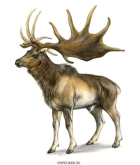 Megaloceros giganteus by oxpecker on DeviantArt