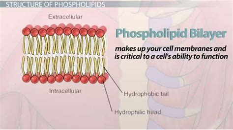 Download phospholipid structure - sbookraf