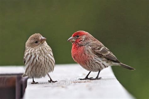 Male Vs Female Finches