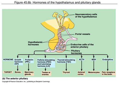 Ppt Endocrine Hypothalamus And Anterior Pituitary | SexiezPicz Web Porn