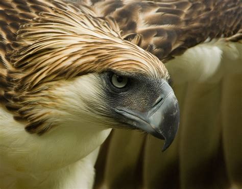 Philippine Eagle Pictures and Wallpapers | Animals Library