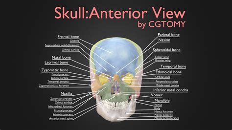 Skull Anterior View - Buy Royalty Free 3D model by CGTOMY [3101811 ...