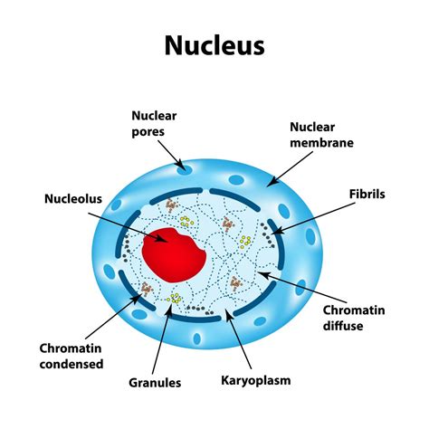 Function of Nucleus Class 9 - CBSE Class Notes Online - Classnotes123