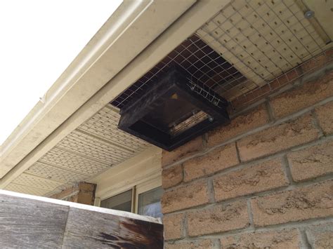 RaccoonPrevention Strategies for Homeowners in Markham