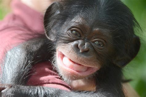 Free photo: Baby chimp - Ape, Baby, Chimp - Free Download - Jooinn