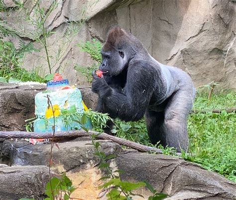 Cincinnati Zoo Celebrates Silverback Gorilla Jomo’s 30th Birthday ...