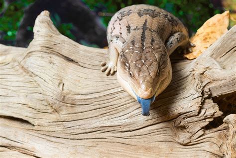 Blue-Tongued Skink Care and Information - Reptiles Magazine