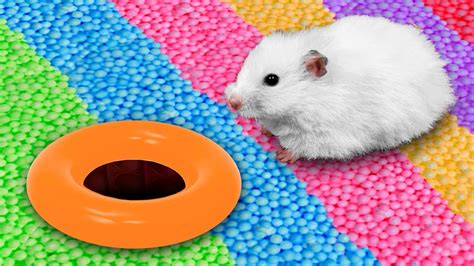 Ball Pool - Hamster Maze with Traps [OBSTACLE COURSE] - YouTube