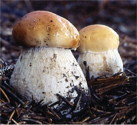 Porcini MushroomsSept-Nov; April-May – Forest Mushrooms