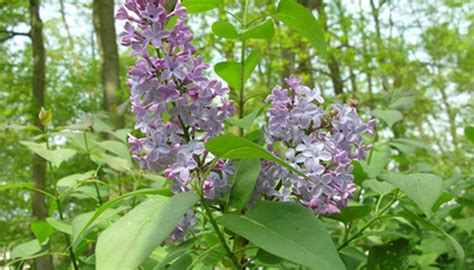 Colors of a Lilac Bush | Garden Guides