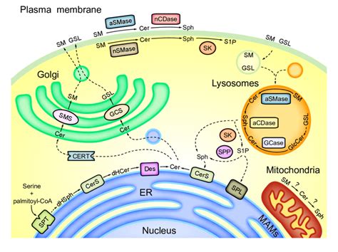 Sphingolipid metabolism and compartmentalization. | Download Scientific ...