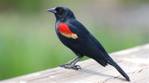 Red-Winged Blackbird Meaning & Symbolism - SongbirdHub