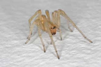 Yellow Sac Spider Bite : Biological Science Picture Directory ...