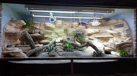 My bearded dragon's enclosure : r/HerpHomes