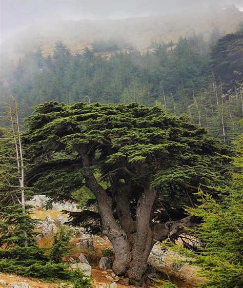 Cedar of Lebanon Photo by: @ragheb02 #hd_lebanon | Cedar trees, Lebanon ...