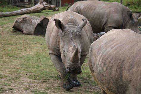 White Rhinoceros Is Killed for Its Horn at Wildlife Park Near Paris ...