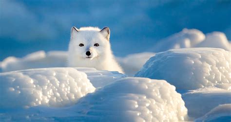 Arctic Fox Fun Facts - Churchill Wild Polar Bear Tours