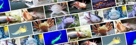 Axolotl Color Guide: How to Pick the Right axolotl colors for You!