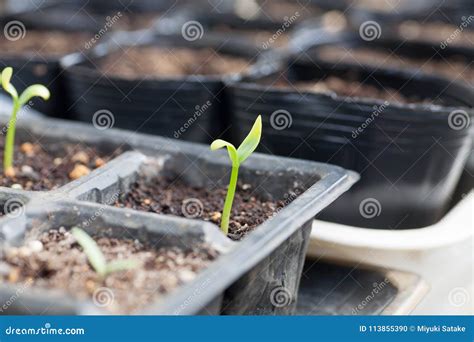 Germinating tomato seed stock photo. Image of food, cell - 113855390