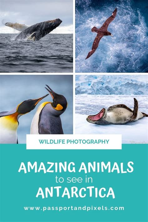 Animals In Antarctica: 32 Incredible Beasts And Birds (With Photos)