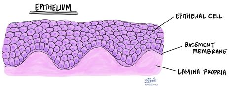 Epithelial Tissue Definition